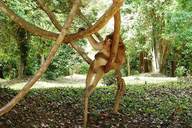 2-Day Angkor Wat Tour from Bangkok - Ta Prohm: trees, ruins, and the famous movie connection