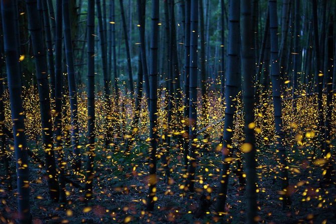 Bamboo Bicycle Tour in twilight: watch dancing Fireflies in Bangkok - Timing, transport, and the real value of $57.07
