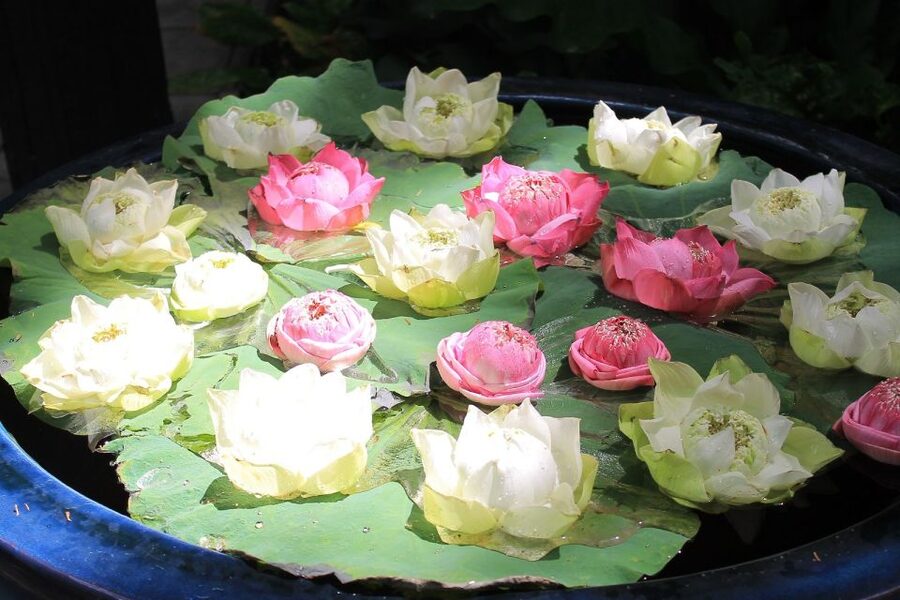 Bangkok: Jim Thompson House and Baan Krua Community Tour - Who will get the most from this morning tour