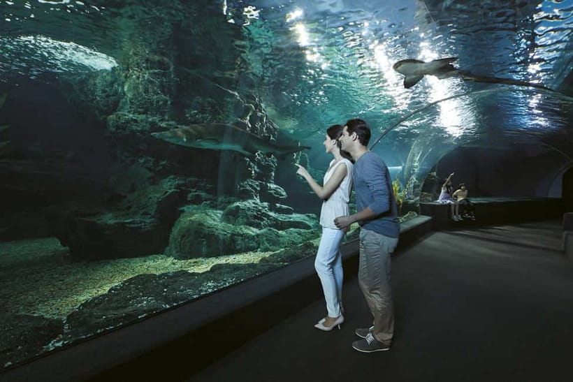 Bangkok: SEA LIFE Bangkok & Madame Tussauds Entry Ticket - SEA LIFE Bangkok and the Glass Tunnel