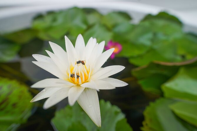 Bangkok Wat Pho and Flower Market Historical Walking Tour - Crossing the river by boat