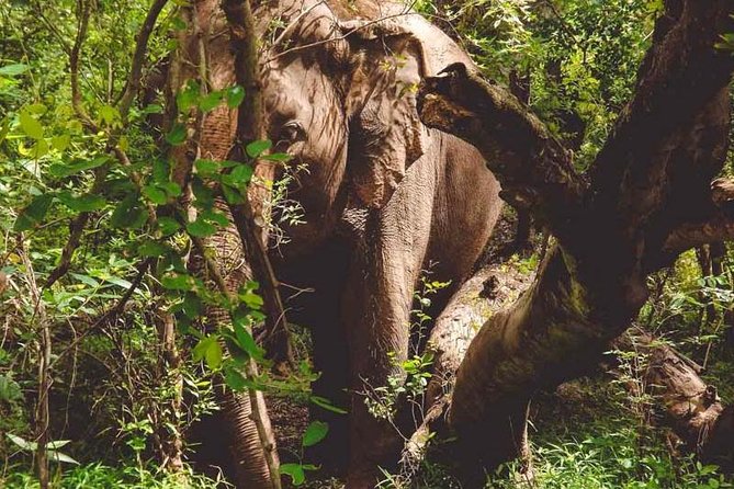 Erawan Waterfall and Elephant Care: Private Tour to Kanchanabur - The private vehicle makes the long day easier