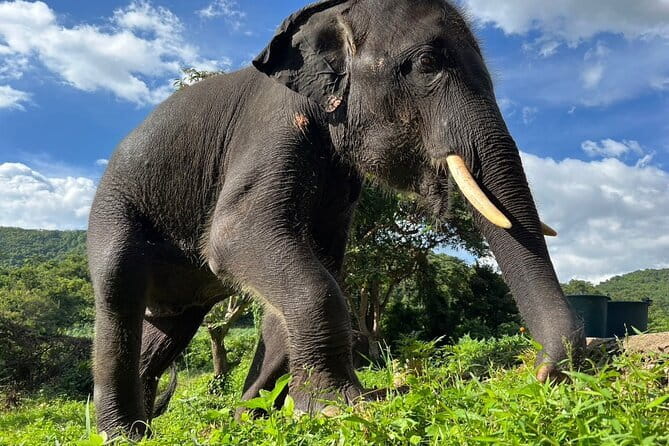 Ethical Elephant Watching Tour From Bangkok & Pattaya - Guides, Mahouts, and the Lesson Behind the Visit