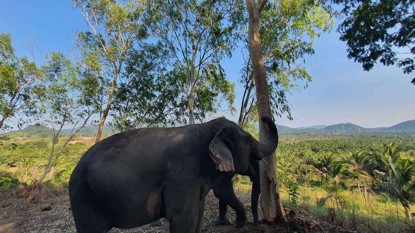 From Bangkok: Living Green Elephant Sanctuary Day Trip - Meeting rescued elephants in Chonburi