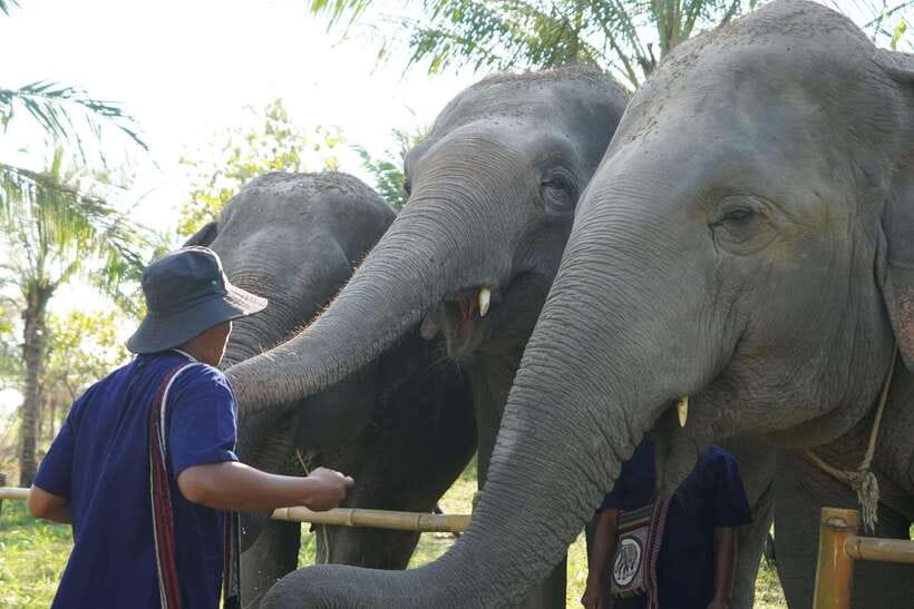 From Bangkok: Living Green Elephant Sanctuary Day Trip - The journey from Bangkok to the sanctuary