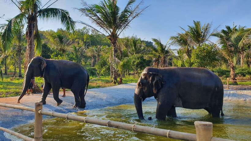 From Bangkok: Living Green Elephant Sanctuary Day Trip - Feeding the elephants up close