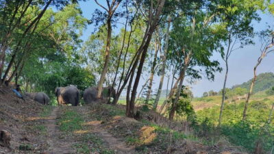 Living Green Elephant Sanctuary Day Trip