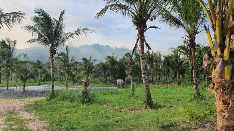 From Bangkok: Living Green Elephant Sanctuary Day Trip - Walking through the forest paths