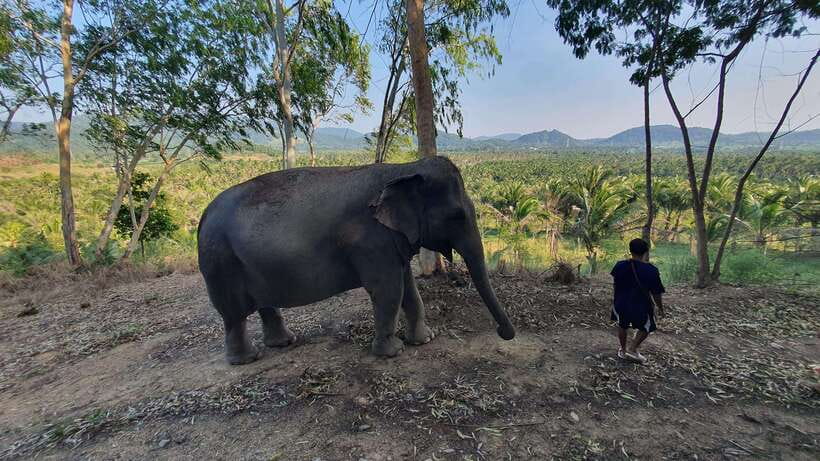 From Bangkok: Living Green Elephant Sanctuary Day Trip - The water session and the honest details