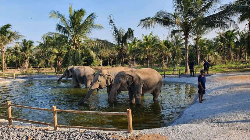 From Bangkok: Living Green Elephant Sanctuary Day Trip - Lunch with mountain views