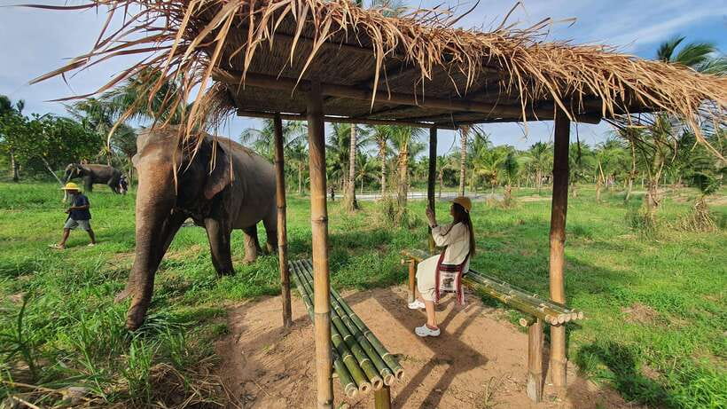 From Bangkok: Living Green Elephant Sanctuary Day Trip - What the price covers
