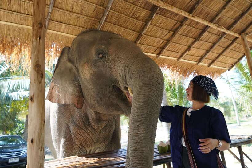 From Bangkok: Living Green Elephant Sanctuary Day Trip - Who will enjoy this day trip