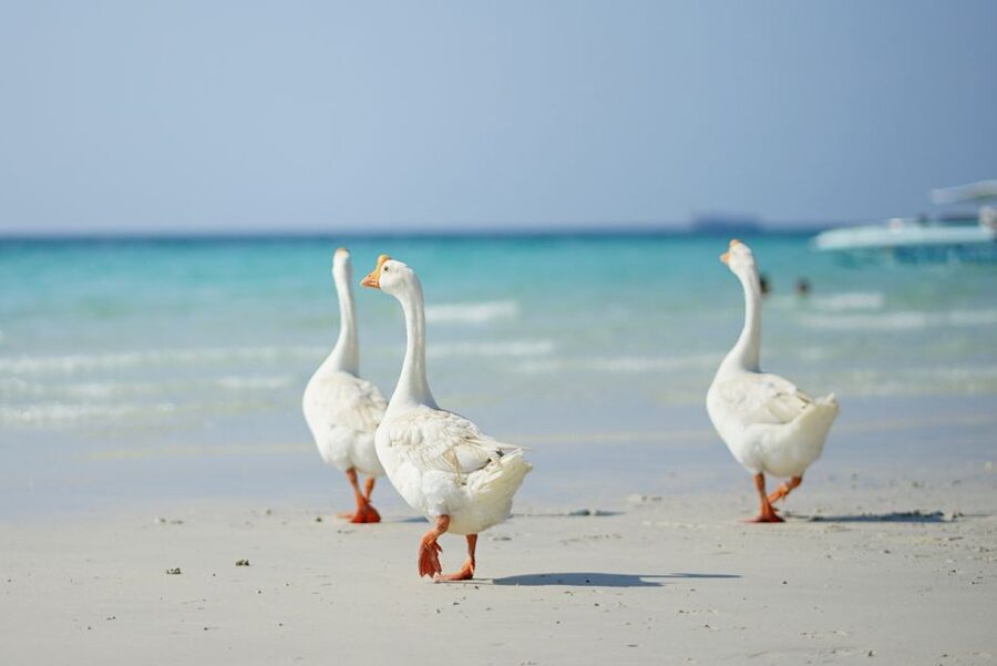 From Pattaya/Bangkok: Island Day Trip with Beach Activities - Koh Larn, coral views, and beach activities