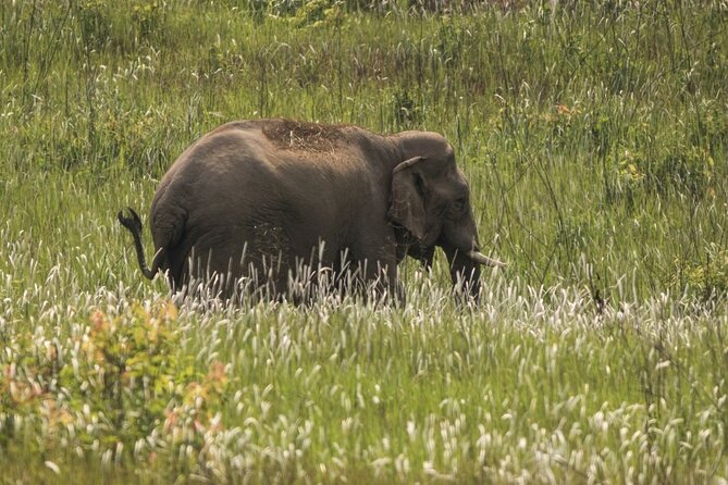 Khao Yai National Park Full-Day From Bangkok - Including Ticket - A forest hike that feels more adventurous than the distance suggests