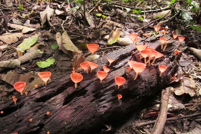 Khao Yai National Park Hiking Day Tour: Haew Narok and Haew Suwat - Thai lunch and the visitor center
