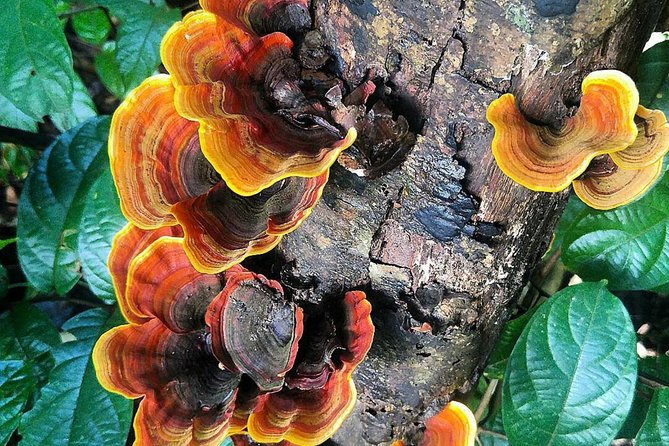 Khao Yai National Park Hiking Day Tour: Haew Narok and Haew Suwat - Guides, comfort, and the level of hiking