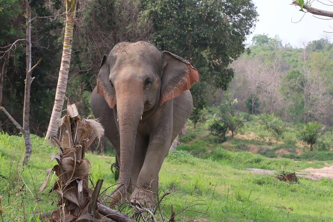 Living Green Elephant Sanctuary Experience near Bangkok & Pattaya - Feeding time and the question of contact
