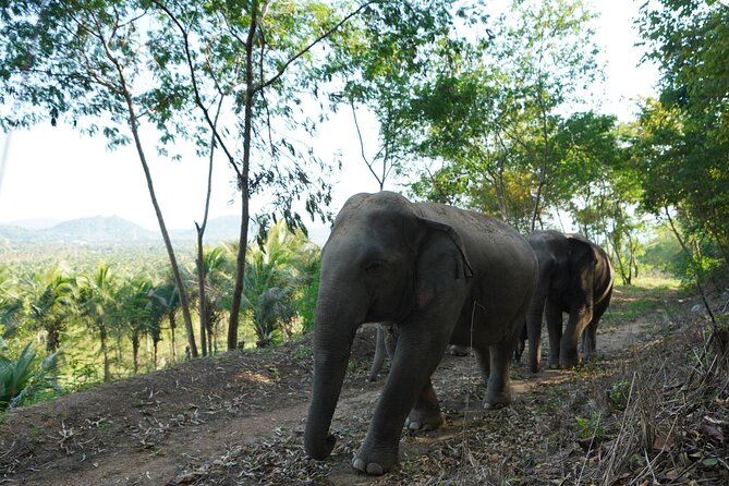 Living Green Elephant Sanctuary Experience near Bangkok & Pattaya - Water time, bathing, and sensible expectations