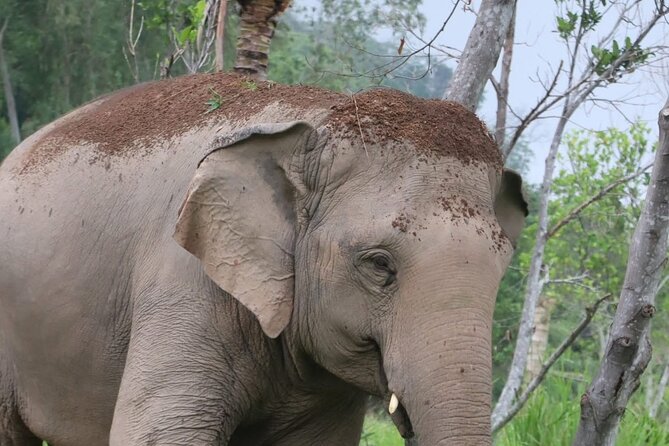 Living Green Elephant Sanctuary Experience near Bangkok & Pattaya - Guides who shape the whole experience