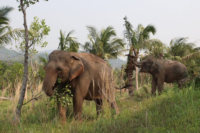 Living Green Elephant Sanctuary Experience near Bangkok & Pattaya - The lunch break: simple, local, and filling