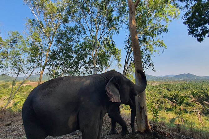 Living Green Elephant Sanctuary Experience near Bangkok & Pattaya - The Bangkok transportation problem