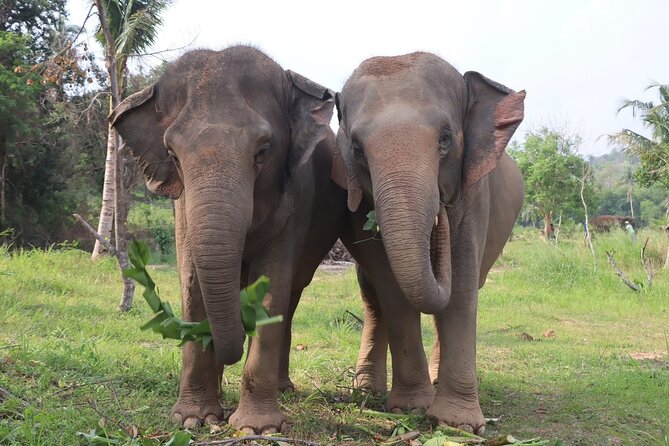 Living Green Elephant Sanctuary Experience near Bangkok & Pattaya - Walking through the forest to the viewpoint