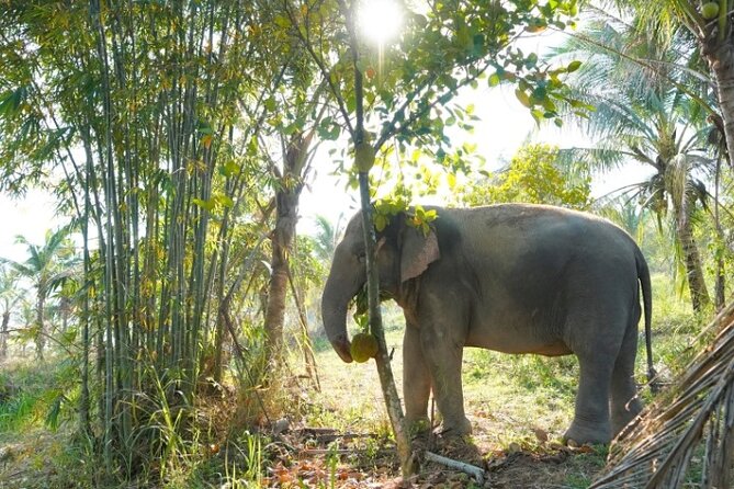 Living Green Elephant Sanctuary Tour from Bangkok and Pattaya - Why this sanctuary feels different