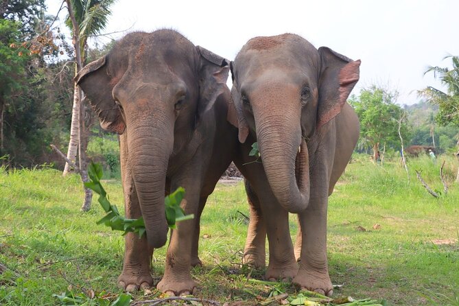 Living Green Elephant Sanctuary Tour from Bangkok and Pattaya - Feeding, walking, and watching without a show
