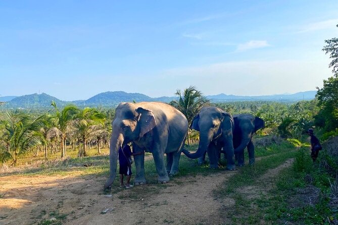 Living Green Elephant Sanctuary Tour from Bangkok and Pattaya - Lunch is useful, but keep expectations simple