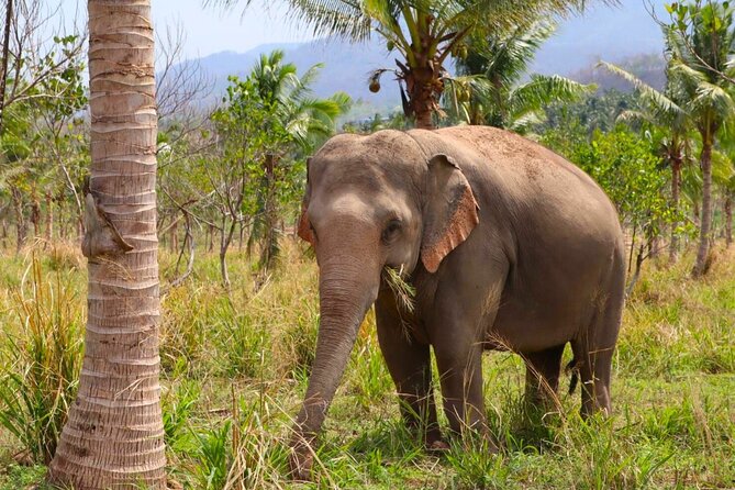 Living Green Elephant Sanctuary Tour from Bangkok and Pattaya - Practical clothing and packing advice