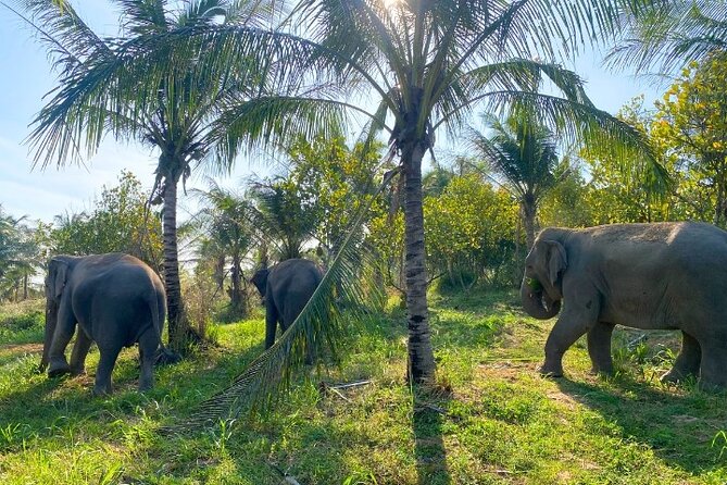 Living Green Elephant Sanctuary Tour from Bangkok and Pattaya - The weak points you should weigh