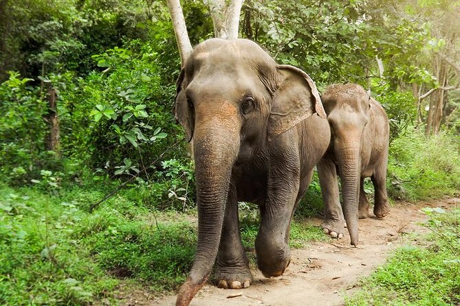 Private Tour to Kanchanaburi Death Railway and Elephant Haven - Why this makes a strong Bangkok day trip