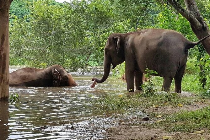 Private Tour to Kanchanaburi Death Railway and Elephant Haven - Elephant Haven Thailand and the wet afternoon
