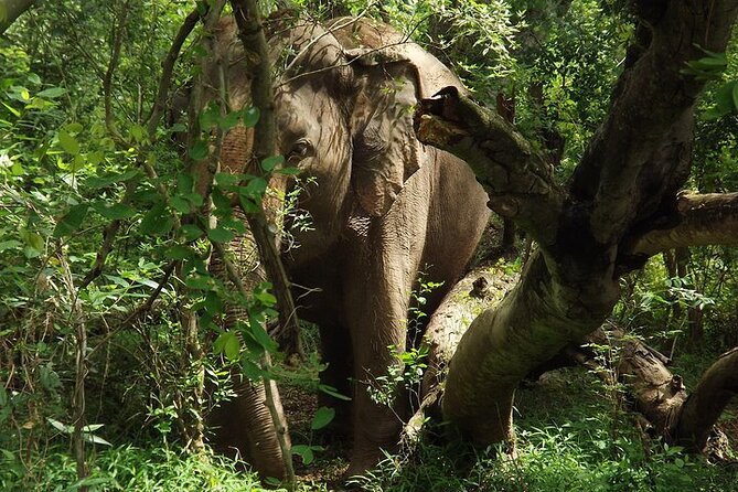 Private Tour to Kanchanaburi Death Railway and Elephant Haven - Lunch, vehicle, and the value of going private