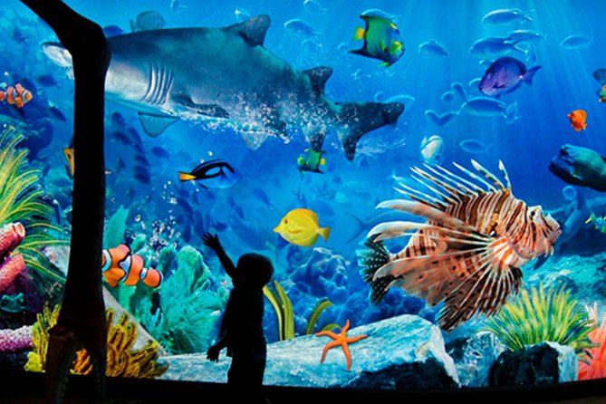 Sea Life Bangkok Ocean World Tickets - An aquarium day inside Siam Paragon
