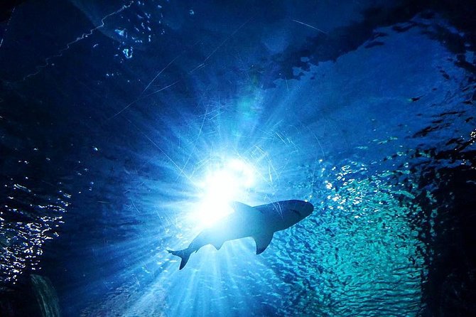 Sea Life Bangkok Ocean World Tickets - Rays, penguins, reptiles, and close-up moments
