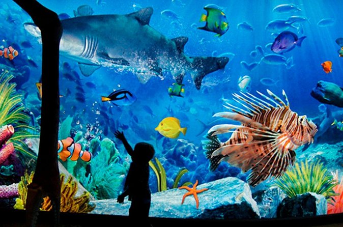 Sea Life Bangkok Ocean World Tickets - Making sense of the $44 price