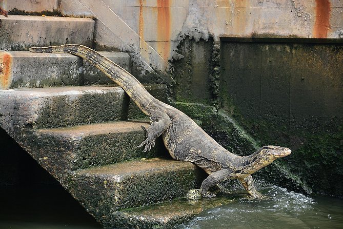 Timeless Thonburi Canal and Food Tour - Roll noodles and the second food phase